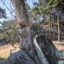 선비 코스 이미지