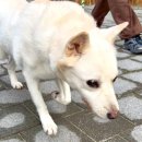 꼬리살랑 한국일보