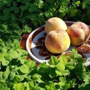 복상농장 이미지