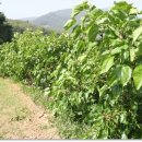 단이농장 이미지