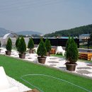 에메랄드그린 이미지