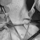 온하루 동물의료센터 이미지