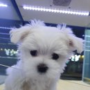 멍멍클럽 이미지