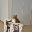 그날, 간식 | 힐스 고양이 연어사료 급여후기: 기호성 합격 | 간식보다 좋아하는 사료 등장