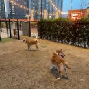 펫 프렌들리 호텔 이미지