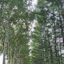 홍축산 | 오비히로 여행 ⛄ 이나다 낙엽송 방풍림(稲田カラマツ防風林)