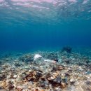 여주-0065 | 오키나와 여름휴가 떠나기 3일차 :: 케라마 제도 프리다이빙, 로지우라 커리 사무라이(스프커리), 현지...