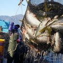 동해진미 이미지