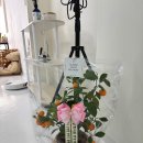 수형농장 | 용인 기흥 개업화분 배달 후기 │ 번창을 담은 사계귤, 상큼한 시작을 선물하다