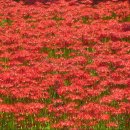 (여행.트레킹) 영광 불갑사 상사화축제. 이미지