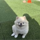 엔젤라독