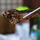 양덕맛찬들왕소금구이