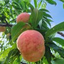 거북농장 이미지