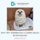 중국건강 | 디테일 검역 동물병원, 강아지 "루카" 광견병항체가검사 & 건강증명서 발급 후기ㅣ중국 반려견 출국 준비