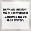 블리독수원점 고양이강아지분양 미니비숑프리제말티푸포메입양 네이버블로그