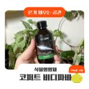 [반려학습] 반려 식집사의 식물이야기 | [온기채우는공간] 코퍼트 비디파바 식물영양제, 반려식물에게 건강함을 선물하는 뿌리발근제 사용후기