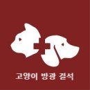 한가람동물의료센터 | 365일 한가람동물의료센터_코숏 방광결석 제거 수술 치료 일지