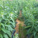 디딤돌농장 이미지