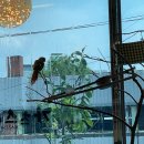 코코가츠 | 수원 아주대 아주대삼거리 우만동 맛집 회전초밥 가츠스시 방문후기 민생소비쿠폰 사용 가능한 식당