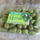 토종다래 구입 씨앗 채집 이미지