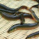 영양 추어탕 이미지