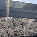 엑스포로539번길 | [공지] [대전 카페/전민동] 대전 벚꽃 카페 추천 &#39;베이커리 별&#39; 솔직후기|대전 봄 데이트| 주차정보