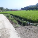 옥산리농로 이미지