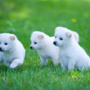 우리가축병원 이미지