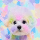 아우우(Aww) 이미지