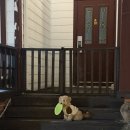 글램독 경주 B동 | 경주 애견 동반 펜션 글램독 내돈내산 후기