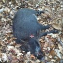 사성농장 이미지