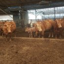 야곱축산 이미지