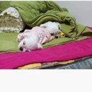 개바라기 이미지