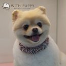 위드퍼피 애견미용실 이미지