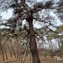 청령포관광안내소 | 영월 가볼만한곳 장릉 선돌 청령포 한반도지형 위치 주차 가격 후기 영월 여행코스 왕과 사는 남자 촬영지