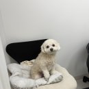 솔브 | 대전 탄방동 속눈썹펌 추천 손상 없이 자연스럽게 솔브로우 2번째 방문 후기