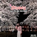 온천천일대8 | 2026 전국 벚꽃 명소 축제 일정 총정리 및 꿀팁까지 이 글 하나로 끝!