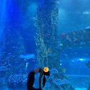 월드나이트 | 잠실 롯데월드 아쿠아리움 요가 힐링 나이트 요가 이색 체험 후기