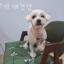 이쁘개 애견샵 이미지