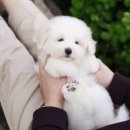 미니펫 강아지분양 고양이분양 부천점 이미지