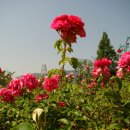 장미공원A 이미지