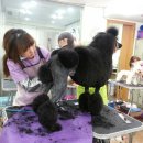 중앙애견 이미지