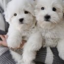 함께 있어줄개 이미지