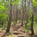 소나무숲 이미지