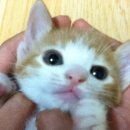 헤어달 이미지