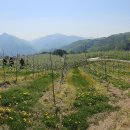 오렌지 꽃향기는 바람에 날리고 이미지