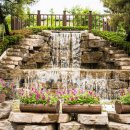 보강천 미루나무숲 이미지