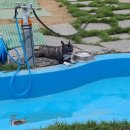 더 펫샵 이미지