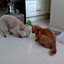 멍멍이PC 이미지