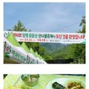 양과 가격이 호감인 양평 용문산 산나물 축제- 산나물 튀김 만원/산채비빔밥 7천원 이미지